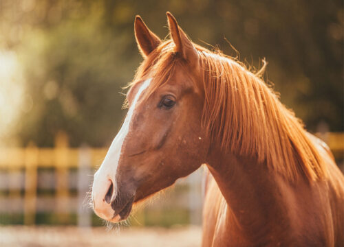 Horse Ride