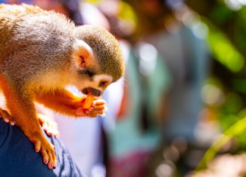 Monkeyland – Puerto Plata