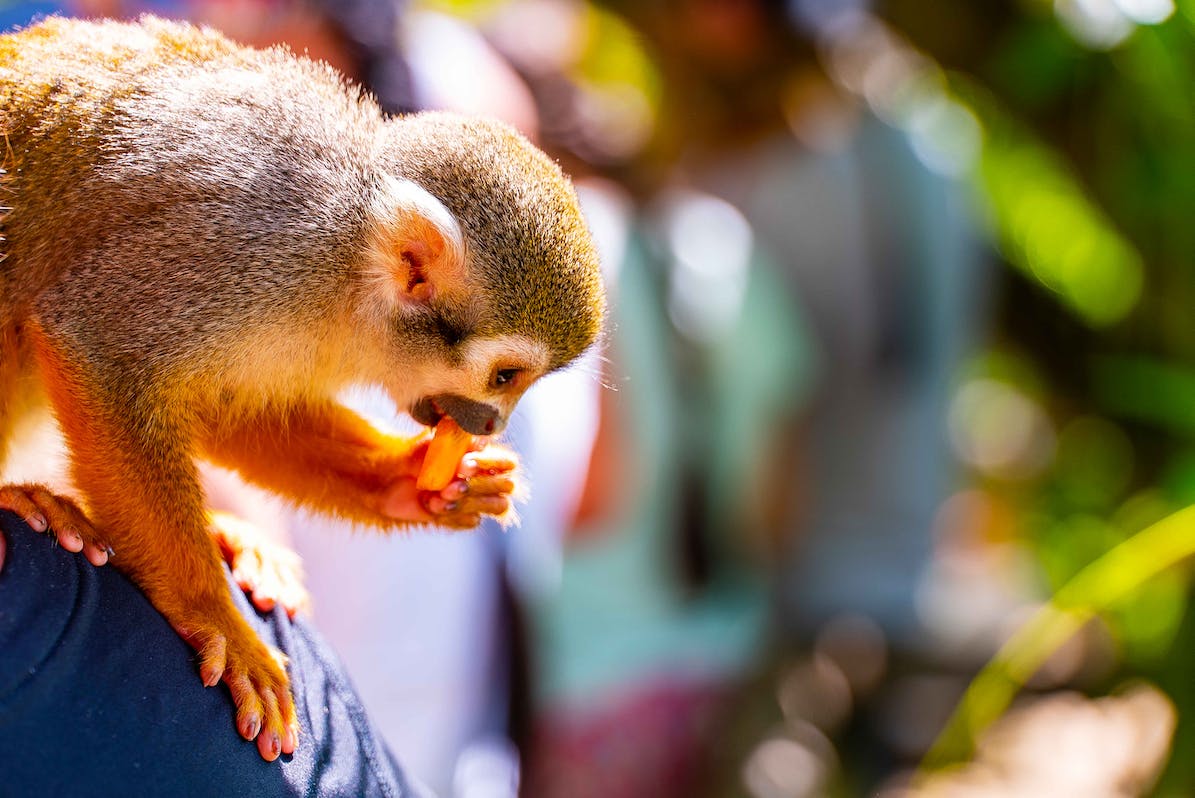 Monkeyland – Puerto Plata